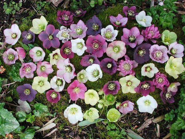 Helleborus Acidica perfumes открытка акварели Елена Пильгун